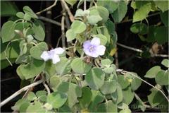 Barleria longiflora